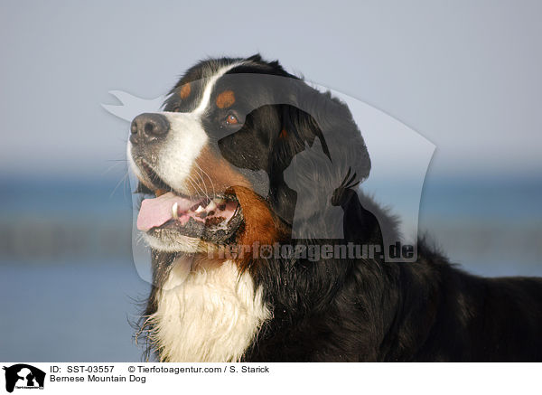 Berner Sennenhund Portrait / Bernese Mountain Dog / SST-03557