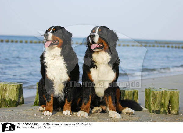 Berner Sennenhunde / Bernese Mountain Dogs / SST-03563