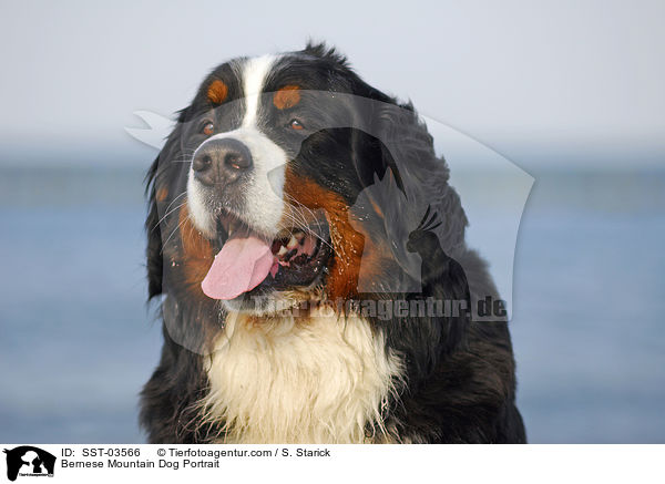 Berner Sennenhund Portrait / Bernese Mountain Dog Portrait / SST-03566