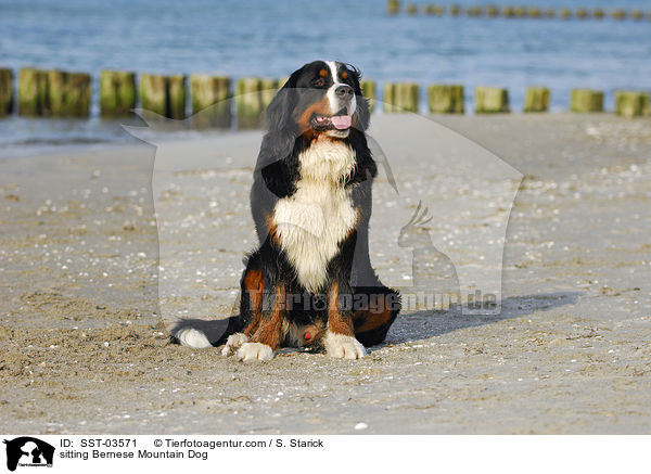 sitzender Berner Sennenhund / sitting Bernese Mountain Dog / SST-03571