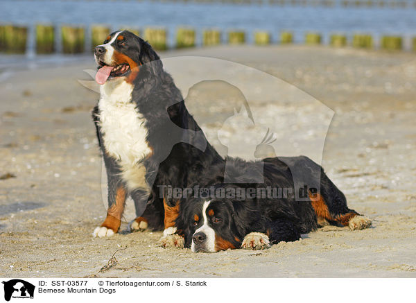 Berner Sennenhunde / Bernese Mountain Dogs / SST-03577