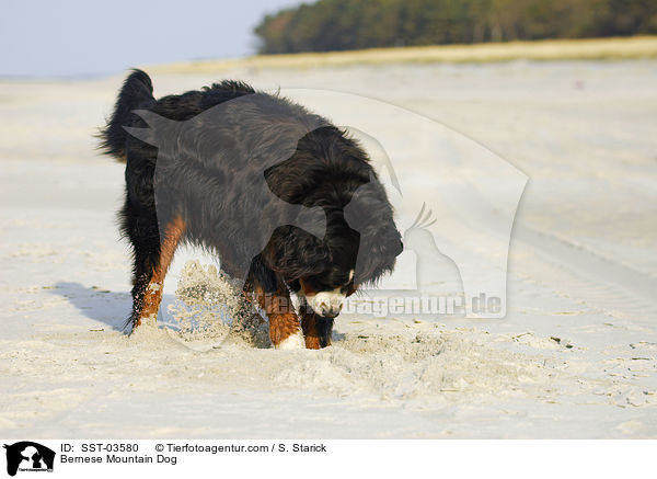 Berner Sennenhund / Bernese Mountain Dog / SST-03580