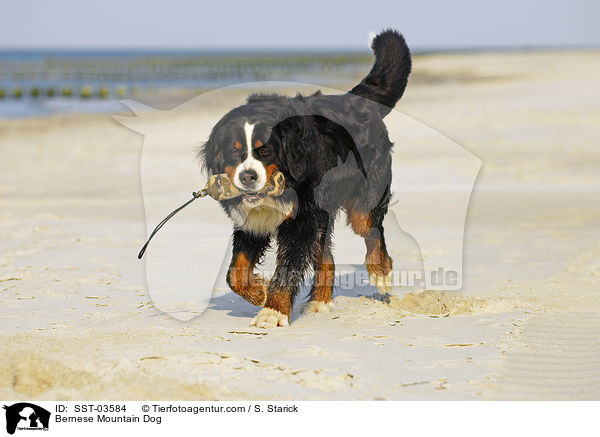 Berner Sennenhund / Bernese Mountain Dog / SST-03584