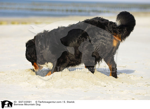 Berner Sennenhund / Bernese Mountain Dog / SST-03591