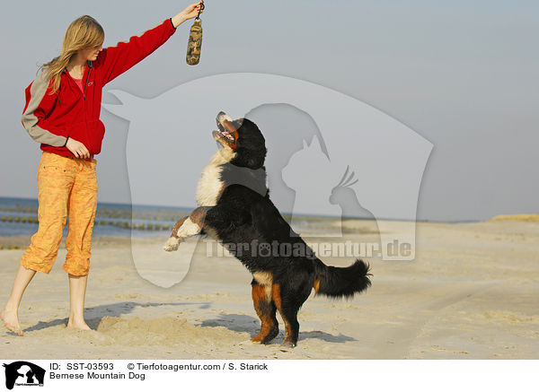 Berner Sennenhund / Bernese Mountain Dog / SST-03593