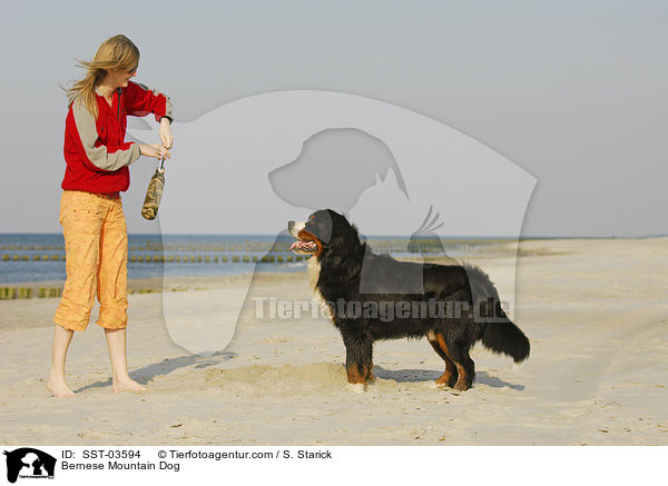 Berner Sennenhund Portrait / Bernese Mountain Dog / SST-03594