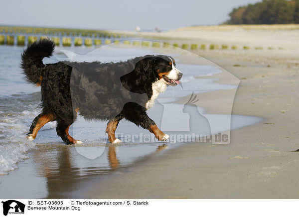 Berner Sennenhund / Bernese Mountain Dog / SST-03605