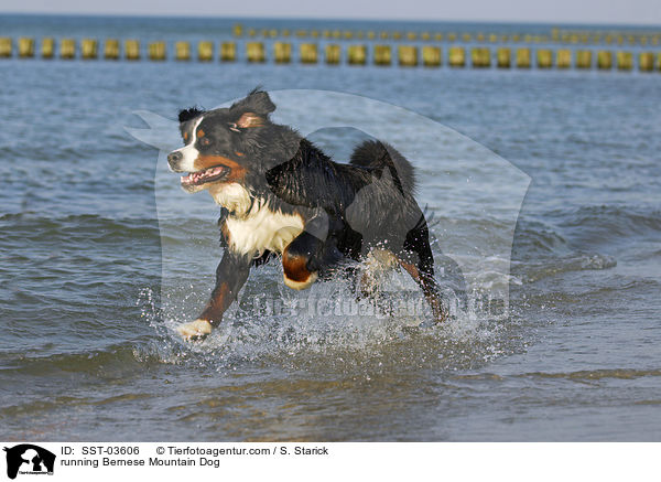 rennender Berner Sennenhund / running Bernese Mountain Dog / SST-03606