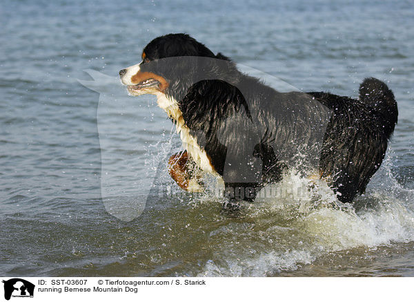 rennender Berner Sennenhund / running Bernese Mountain Dog / SST-03607