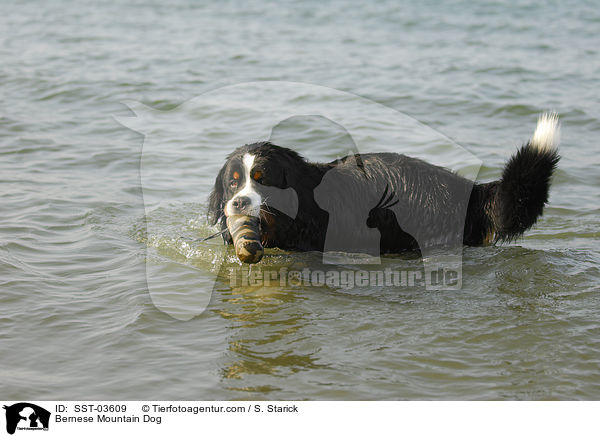 Berner Sennenhund / Bernese Mountain Dog / SST-03609