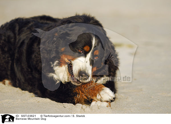 Berner Sennenhund / Bernese Mountain Dog / SST-03621