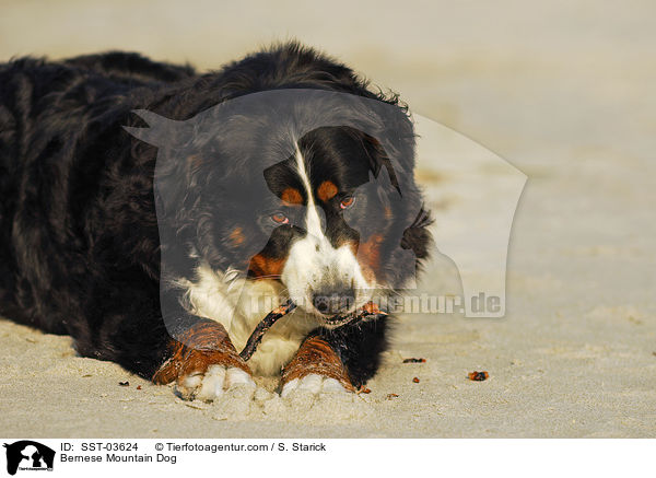 Berner Sennenhund / Bernese Mountain Dog / SST-03624