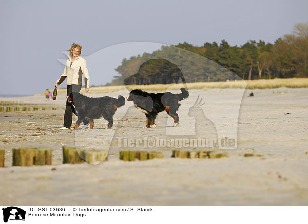 Berner Sennenhunde / Bernese Mountain Dogs / SST-03636