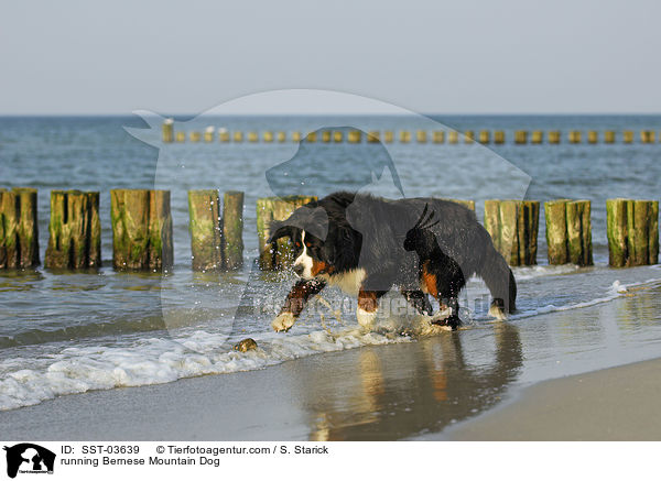 running Bernese Mountain Dog / SST-03639