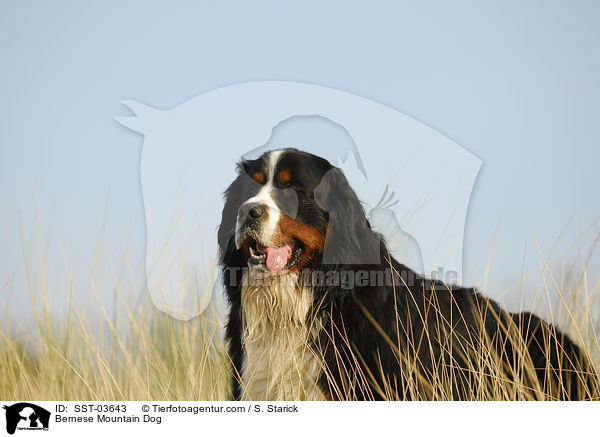 Berner Sennenhund / Bernese Mountain Dog / SST-03643