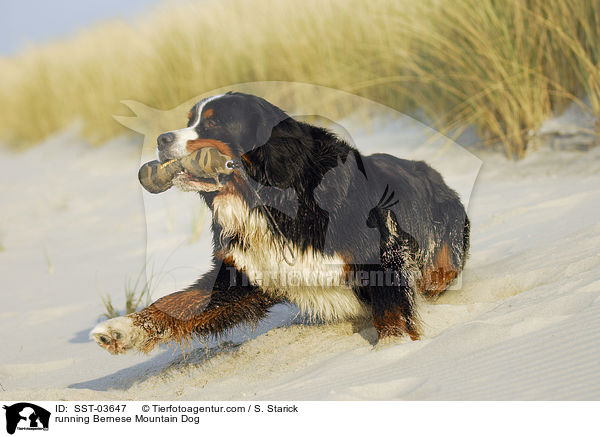 rennender Berner Sennenhund / running Bernese Mountain Dog / SST-03647