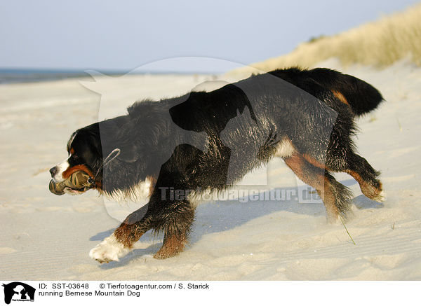 rennender Berner Sennenhund / running Bernese Mountain Dog / SST-03648