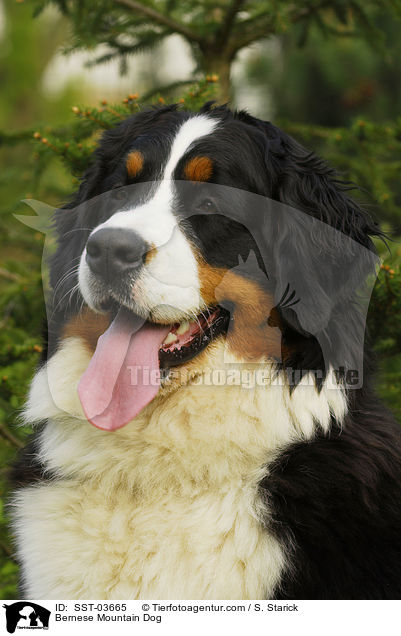 Berner Sennenhund Portrait / Bernese Mountain Dog / SST-03665