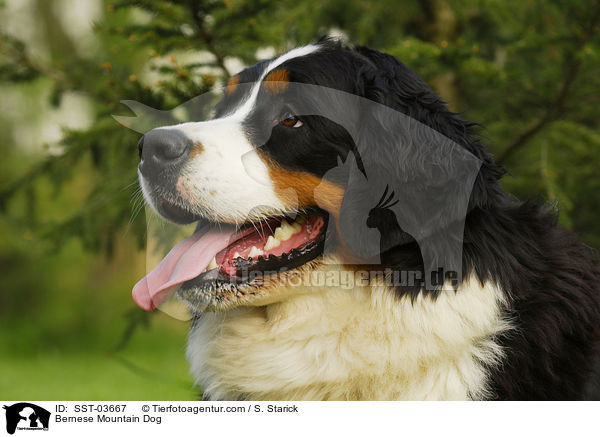 Berner Sennenhund Portrait / Bernese Mountain Dog / SST-03667