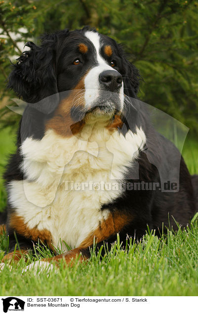 Berner Sennenhund / Bernese Mountain Dog / SST-03671