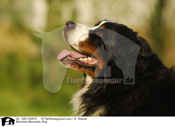 Berner Sennenhund Portrait / Bernese Mountain Dog / SST-03675