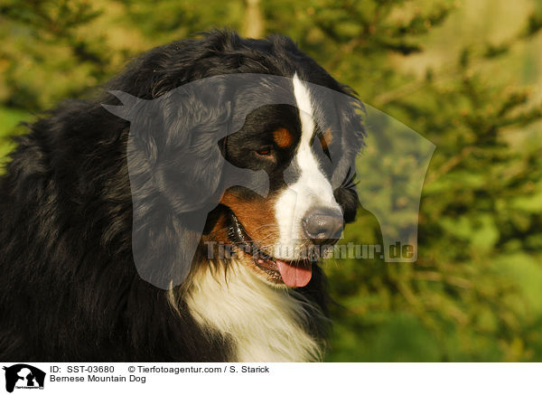 Berner Sennenhund Portrait / Bernese Mountain Dog / SST-03680