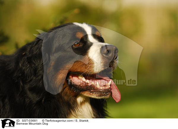 Berner Sennenhund Portrait / Bernese Mountain Dog / SST-03681