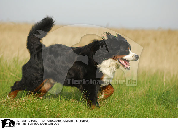 rennender Berner Sennenhund / running Bernese Mountain Dog / SST-03685