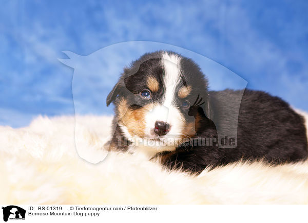 Berner Sennenhund Welpe / Bernese Mountain Dog puppy / BS-01319