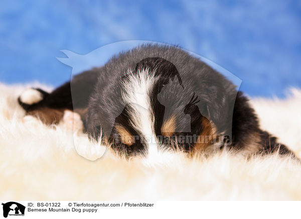 Berner Sennenhund Welpe / Bernese Mountain Dog puppy / BS-01322