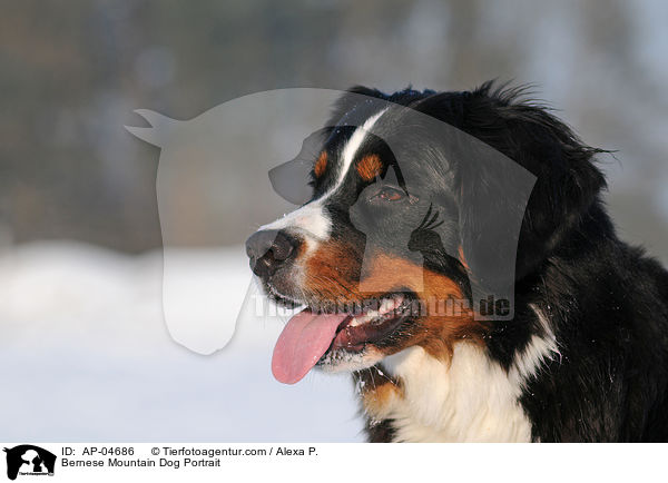 Berner Sennenhhund Portrait / Bernese Mountain Dog Portrait / AP-04686