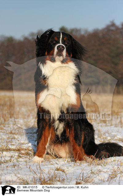 Bernese Mountain Dog / MK-01015