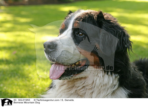 Berner Sennenhund / Bernese Mountain Dog / SG-01950