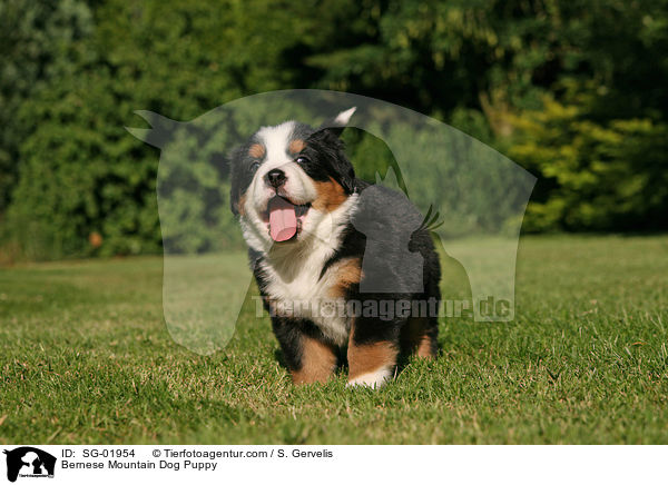 Berner Sennenhund Welpe / Bernese Mountain Dog Puppy / SG-01954