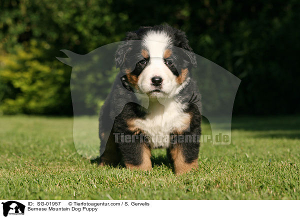 Berner Sennenhund Welpe / Bernese Mountain Dog Puppy / SG-01957