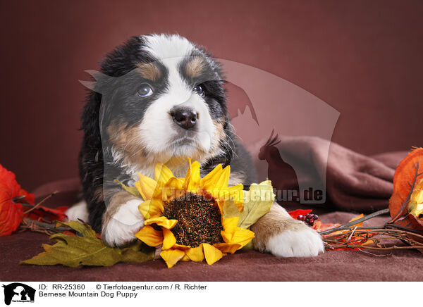 Berner Sennenhund Welpe / Bernese Mountain Dog Puppy / RR-25360