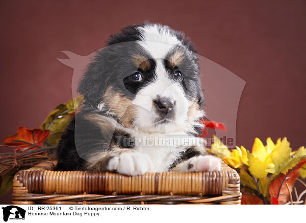 Berner Sennenhund Welpe / Bernese Mountain Dog Puppy / RR-25361