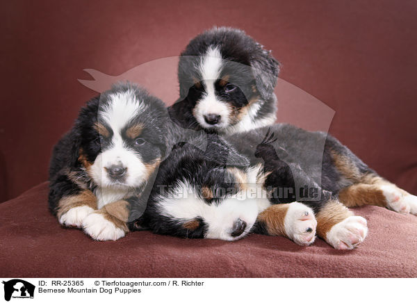 Berner Sennenhund Welpen / Bernese Mountain Dog Puppies / RR-25365