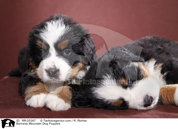 Berner Sennenhund Welpen / Bernese Mountain Dog Puppies / RR-25367