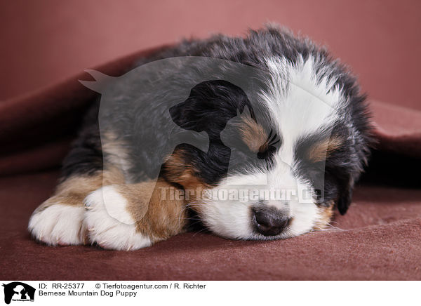 Berner Sennenhund Welpe / Bernese Mountain Dog Puppy / RR-25377