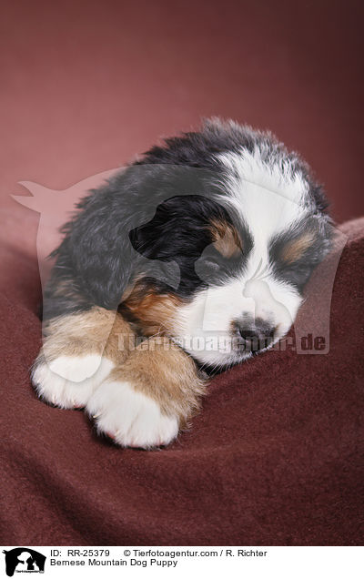 Berner Sennenhund Welpe / Bernese Mountain Dog Puppy / RR-25379