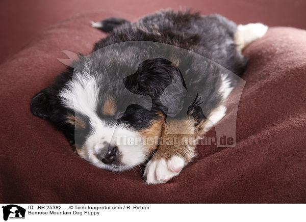 Berner Sennenhund Welpe / Bernese Mountain Dog Puppy / RR-25382