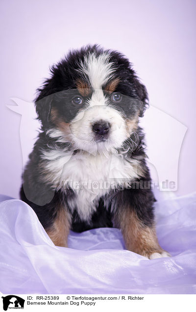 Berner Sennenhund Welpe / Bernese Mountain Dog Puppy / RR-25389