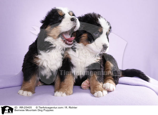 Berner Sennenhund Welpen / Bernese Mountain Dog Puppies / RR-25405