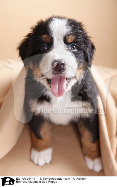 Berner Sennenhund Welpe / Bernese Mountain Dog Puppy / RR-25441