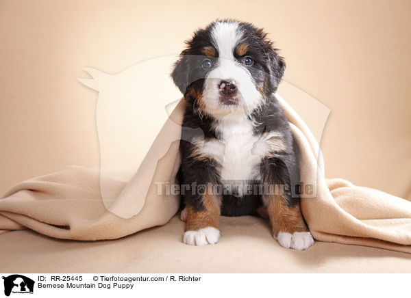 Berner Sennenhund Welpe / Bernese Mountain Dog Puppy / RR-25445