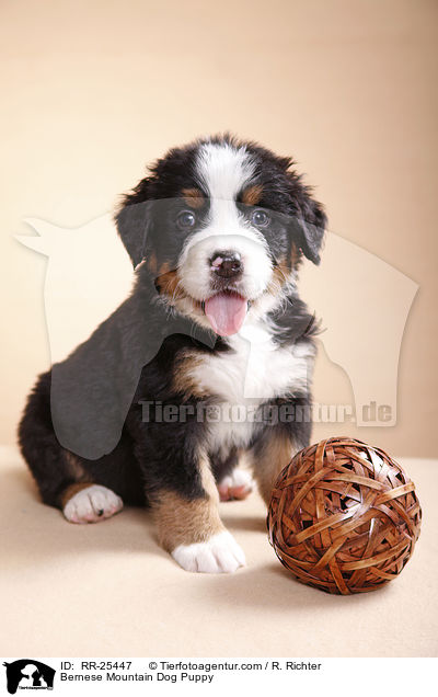 Berner Sennenhund Welpe / Bernese Mountain Dog Puppy / RR-25447