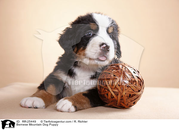 Berner Sennenhund Welpe / Bernese Mountain Dog Puppy / RR-25449