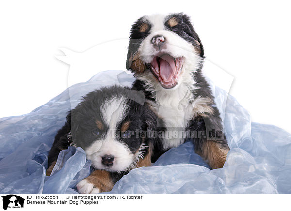 Berner Sennenhund Welpen / Bernese Mountain Dog Puppies / RR-25551