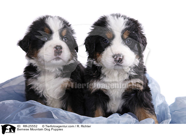 Berner Sennenhund Welpen / Bernese Mountain Dog Puppies / RR-25552